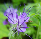 Phaceliablüte