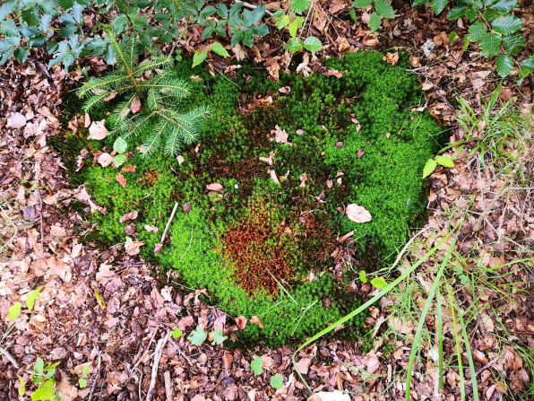 Herz aus Moos im Wald, LICHTLIEBE Gruppenarbeit