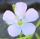 Leinenblüte