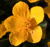 Blüte Sumpfdotterblume