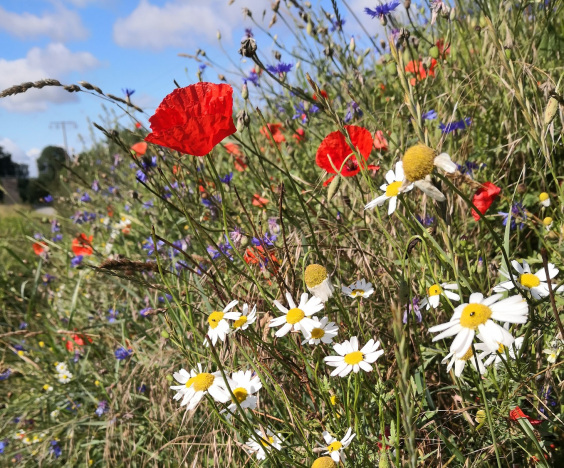 Sterntaler, Blumenstauß, Wiese, Sterntalerprinzip