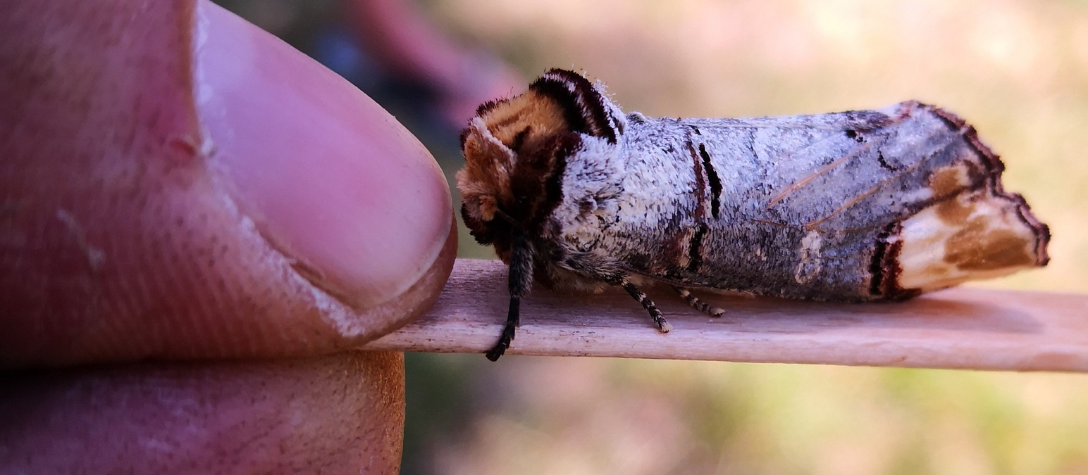 Mondfleck, Birkenfalter